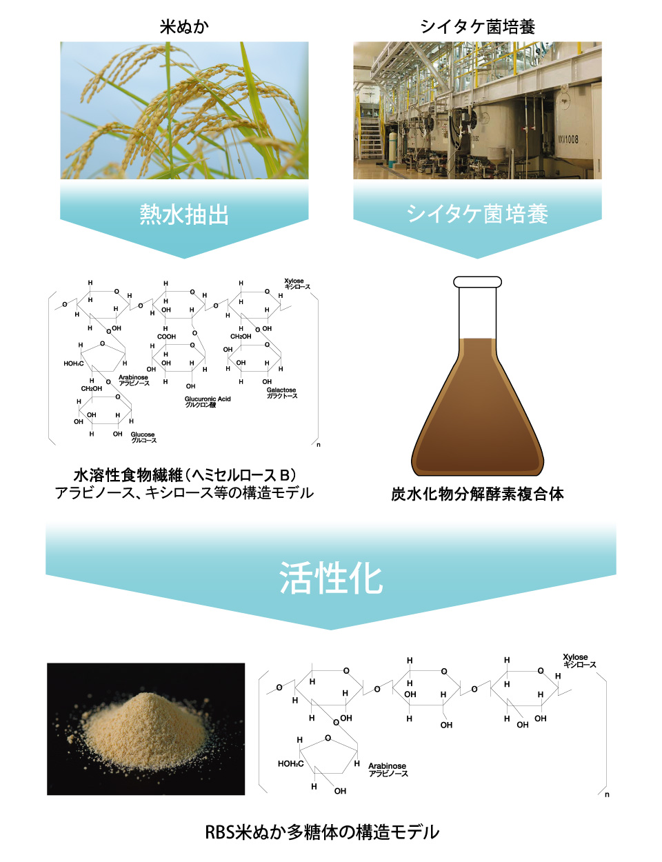 RBS米ぬか多糖体構造モデル